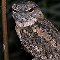 Papuan Frogmouth (second bird on boardwalk)<br />Canon EOS 6D + EF400 F5.6L + SPEEDLITE 580EXII + Better Beamer